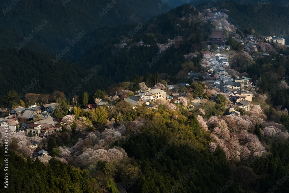 吉野山樱花点亮。日本最著名的奈良县吉野山