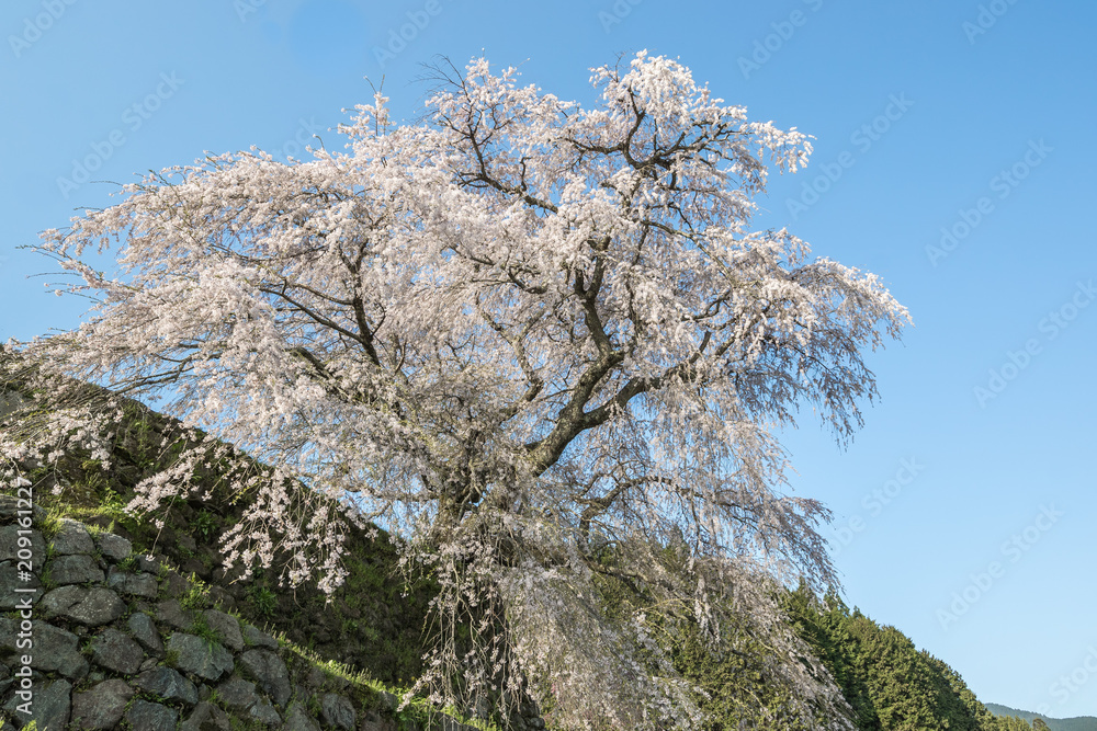 奈良县宇田市弘果地区种植的受人喜爱的巨型垂枝樱花