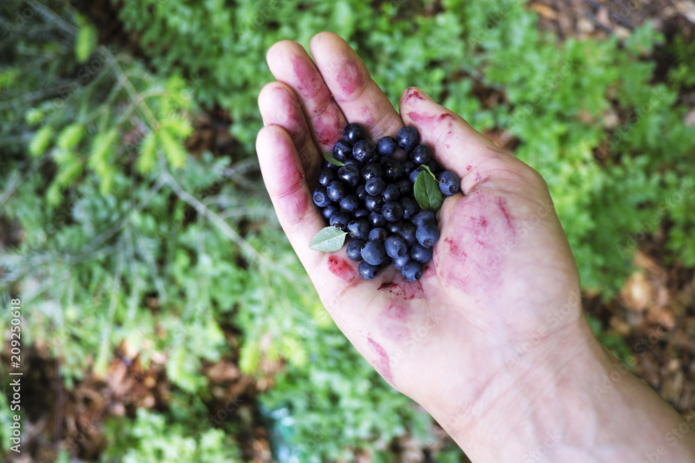 采集于森林中的蓝莓，人手特写