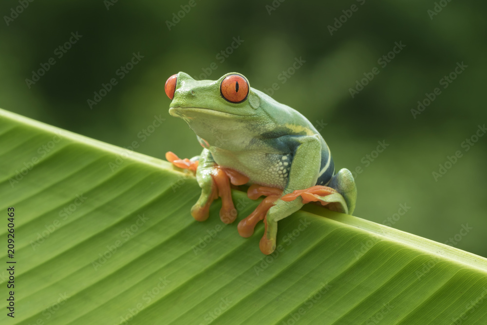 雨林中的红眼树蛙