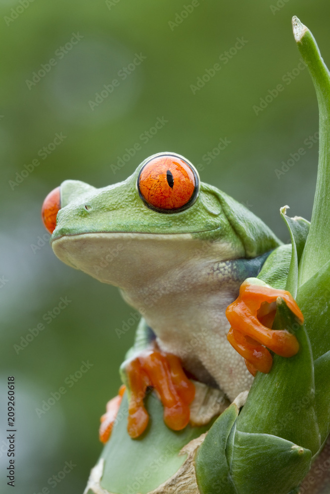 Red-eyed Tree frog (Agalychnis callidryas) in Rainforest