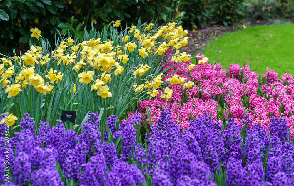 荷兰Keukenhof春季花园里五颜六色的花朵。