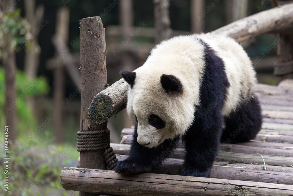 成都大熊猫