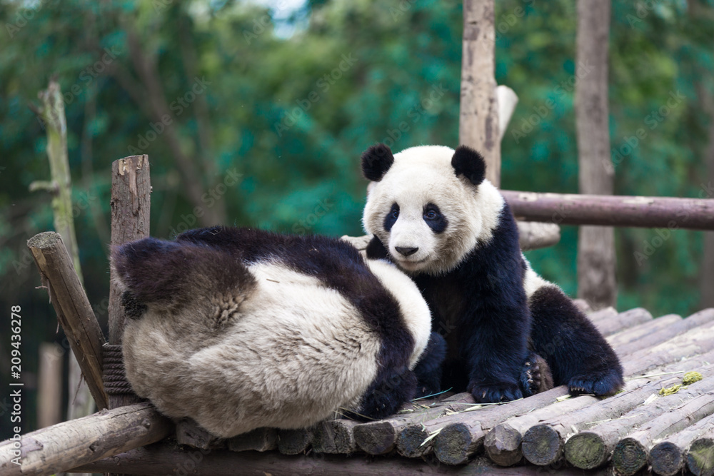 熊猫在成都