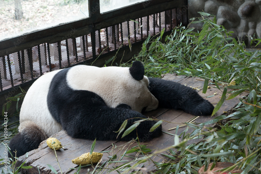 成都大熊猫