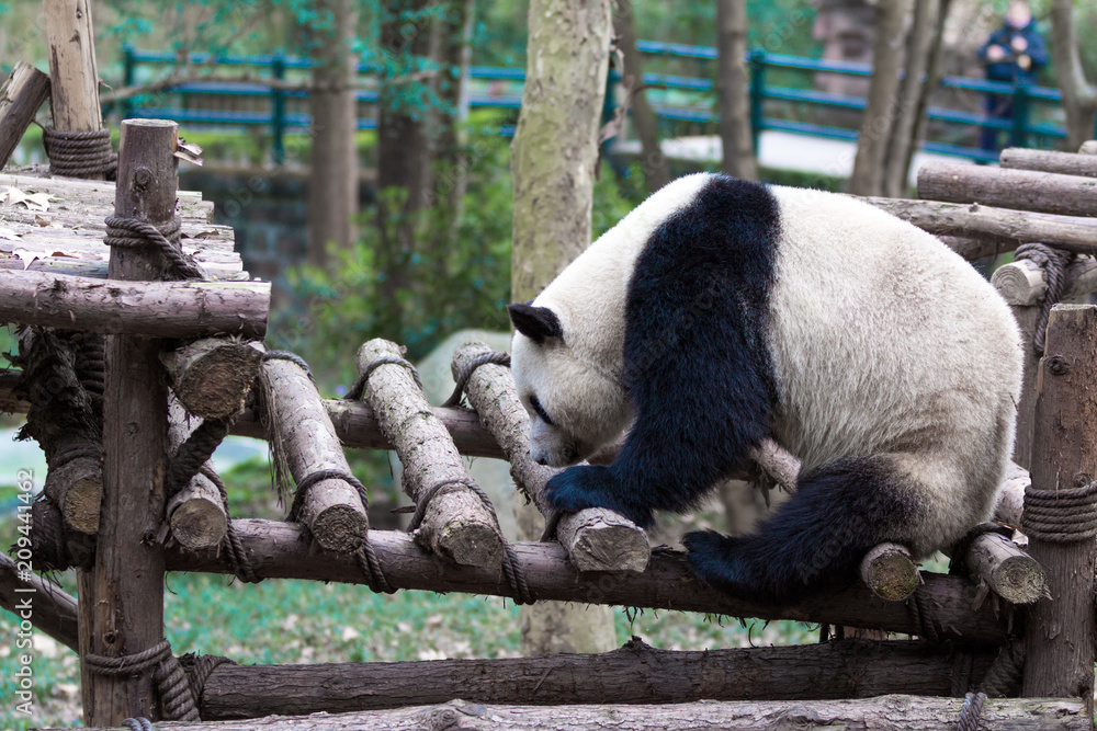 成都熊猫