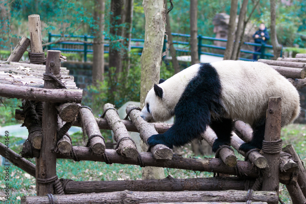 熊猫在成都