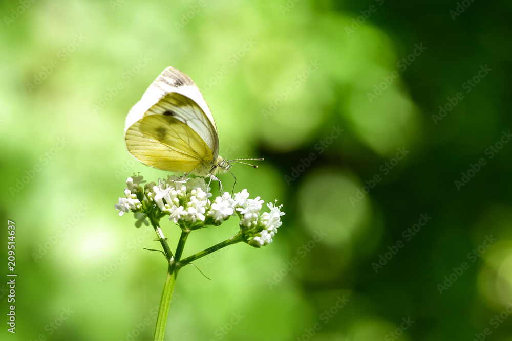 美丽的欧洲大白菜白蝴蝶（Pieris brassicae）在田野里以花朵为食