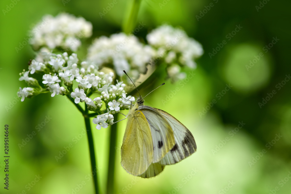 美丽的欧洲大白菜白蝴蝶（Pieris brassicae）在田野里以花朵为食
