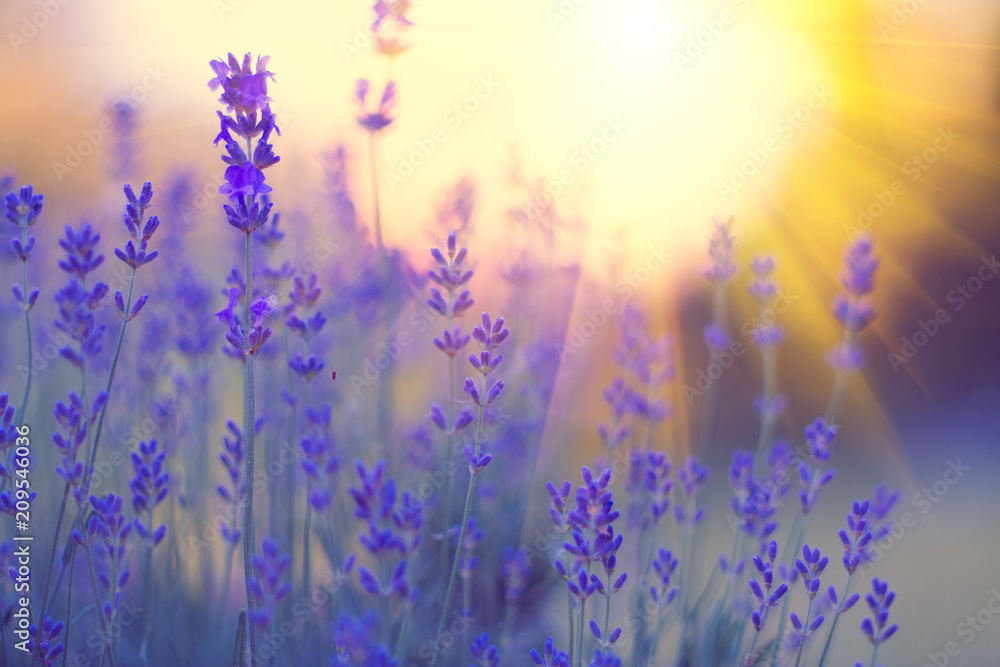 薰衣草田，盛开着紫罗兰香味的薰衣草花。生长着的薰衣草在阳光下随风摇曳