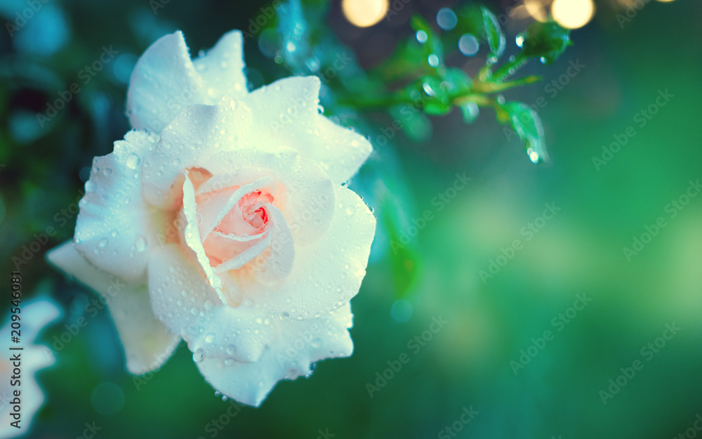 美丽的白玫瑰在夏季花园中绽放。白玫瑰在室外生长。自然，绽放