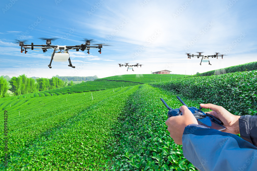 手控农业无人机在绿茶地上喷洒肥料，智能农场4.0 con
