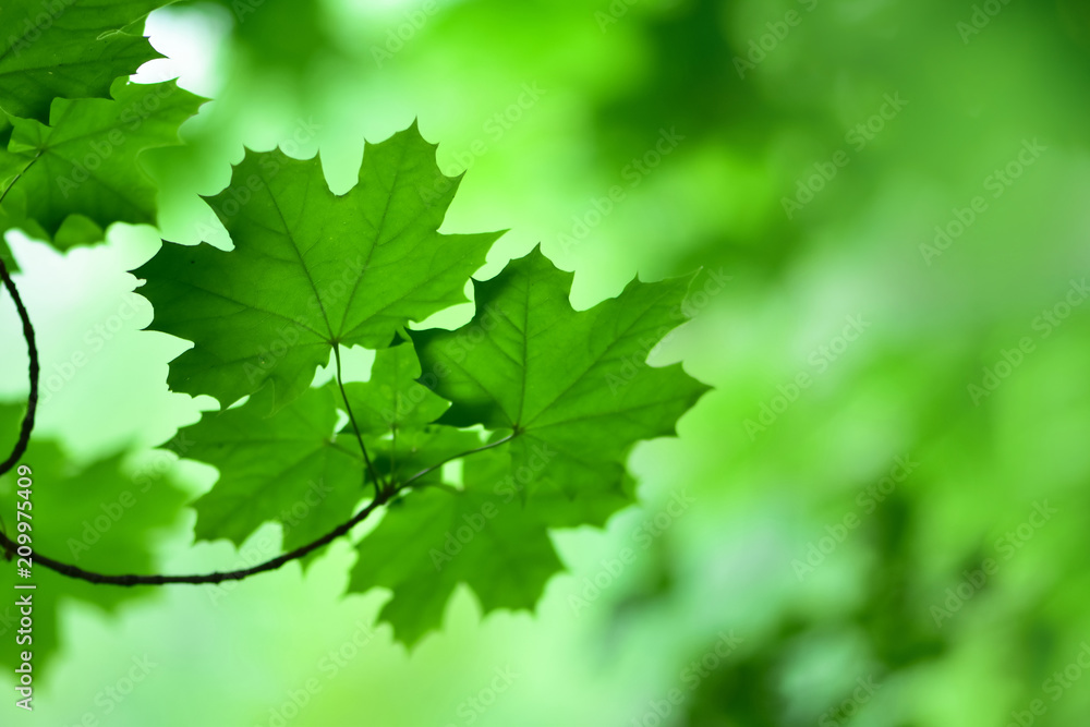 一张柔和聚焦的树叶照片，背景是绿色模糊的。休息和竞争