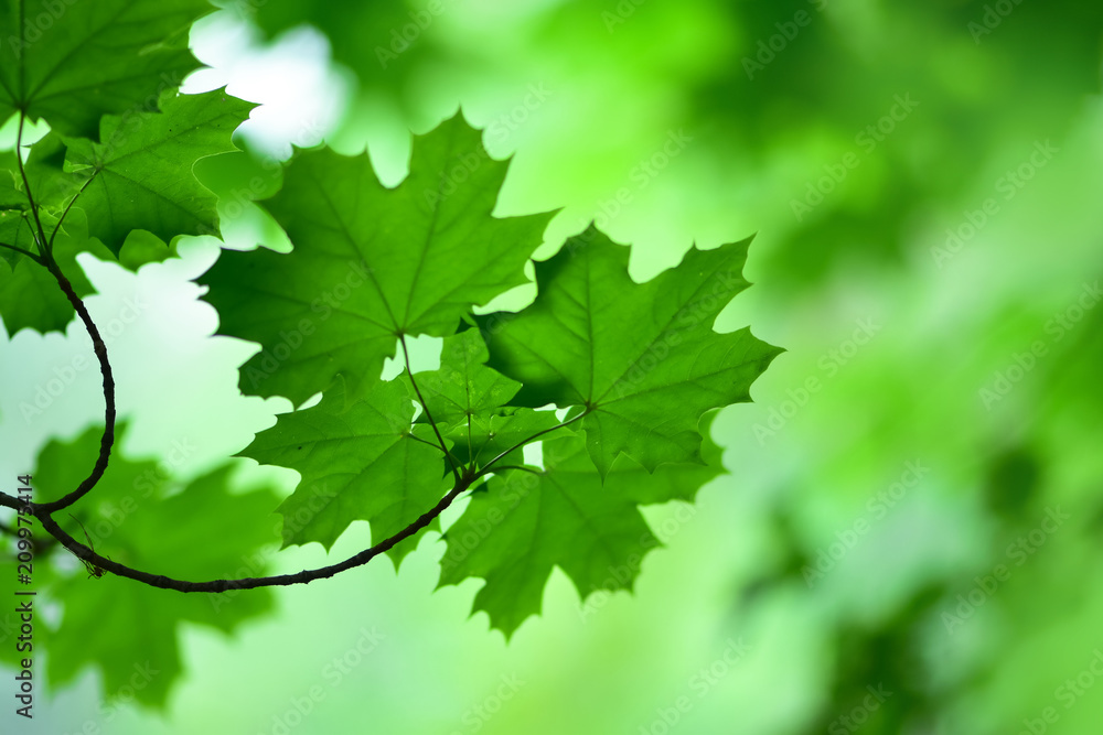 绿色模糊背景下的树叶的柔和聚焦照片。休息和竞争