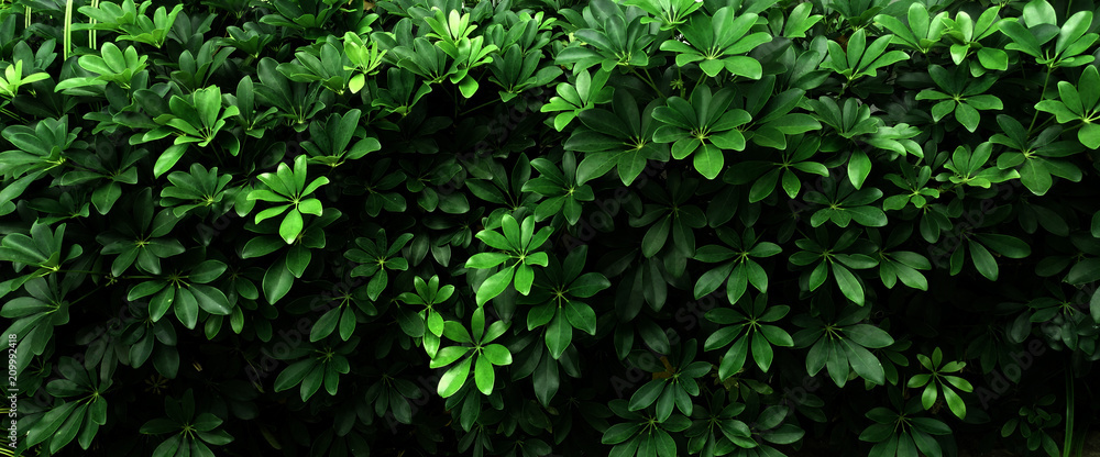 Tropical green leaf