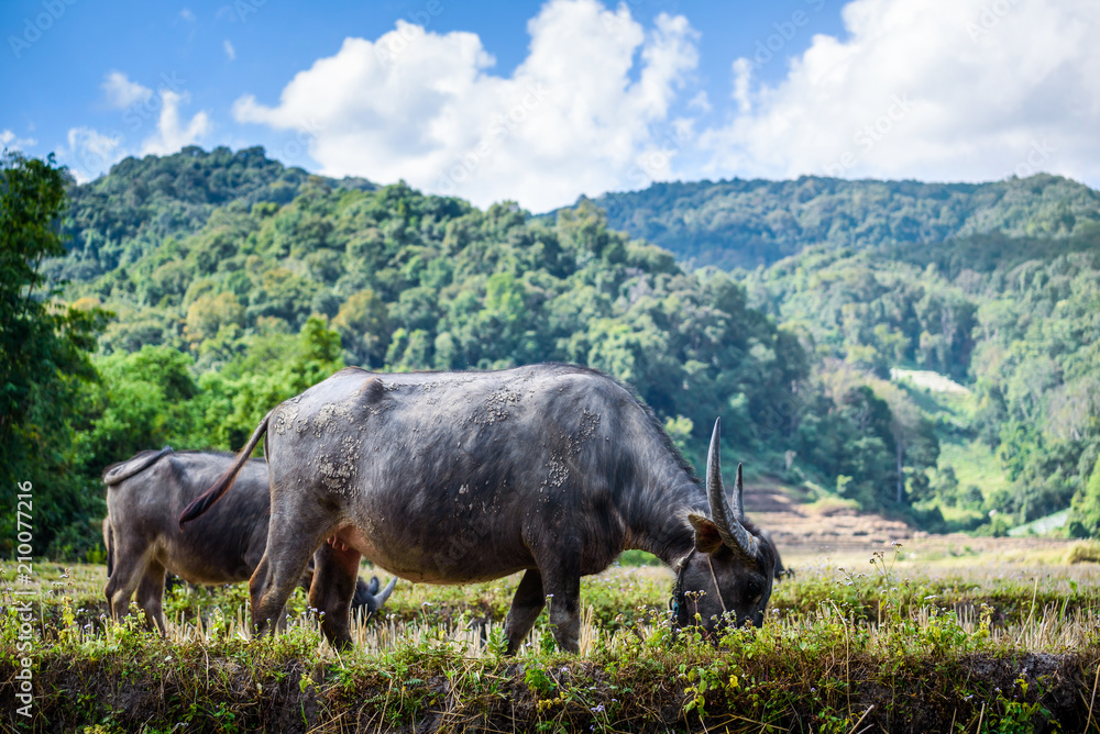 泰国田野中的泰国水牛