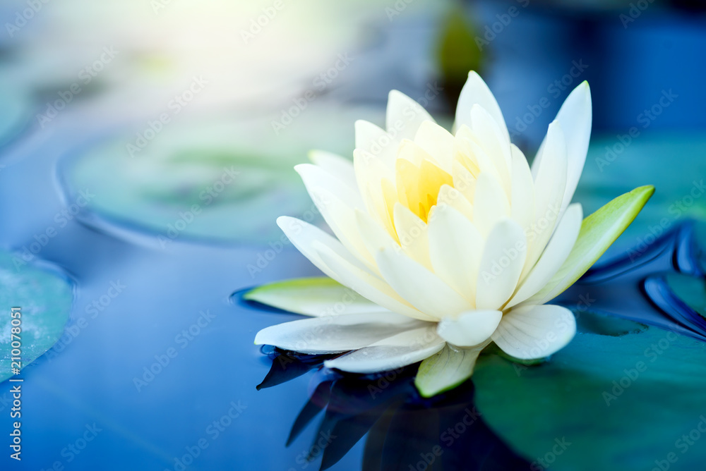 池中绿叶美丽的白莲花
