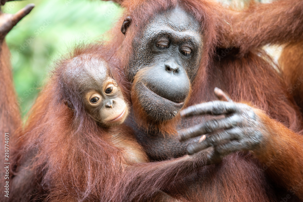 一只毛茸茸的猩猩妈妈和她的孩子在热带雨林的绿色植物中的肖像。新加坡。