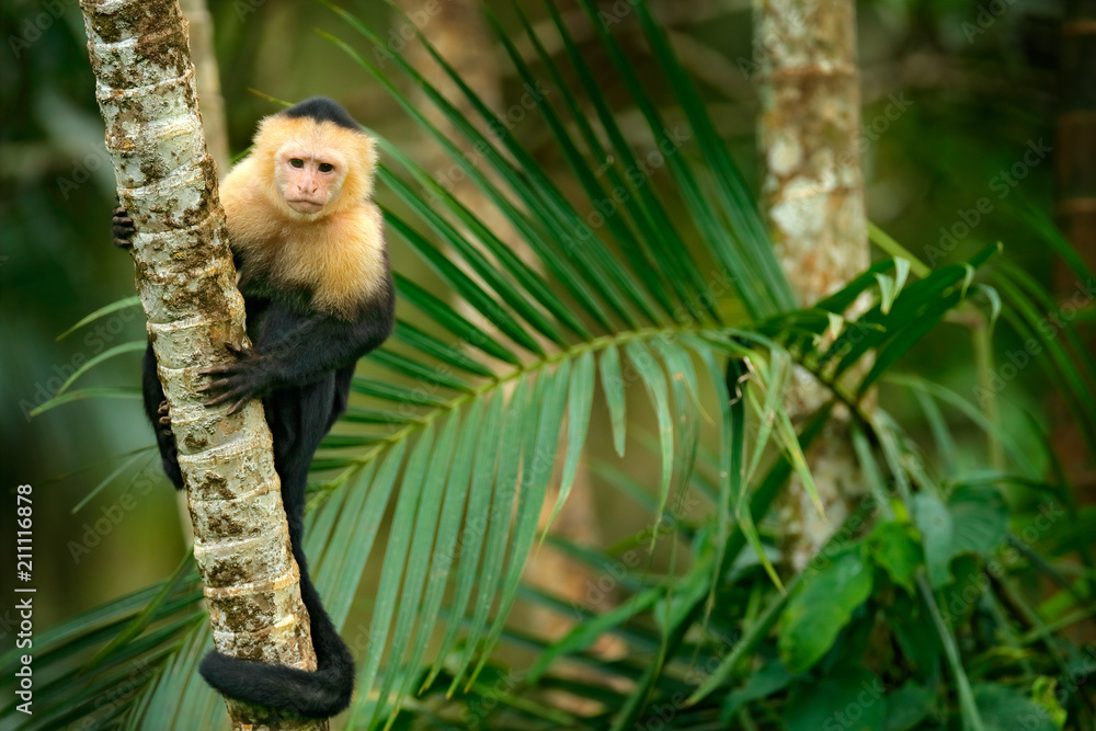 白头卷尾猴，坐在黑暗热带森林棕榈树枝上的黑猴子。野生动物
