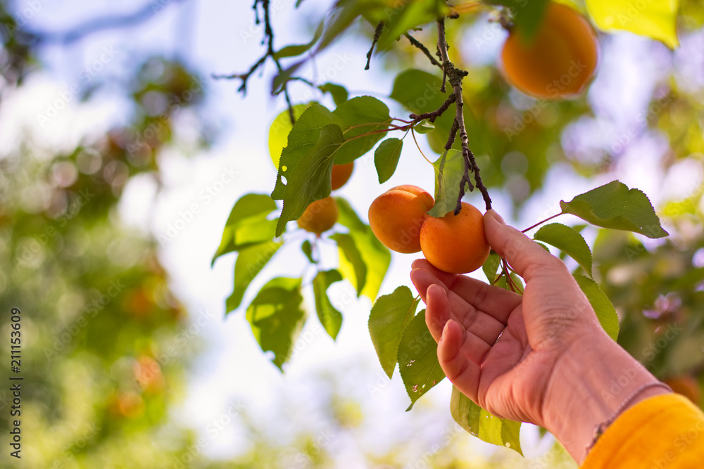 从树上摘杏子。