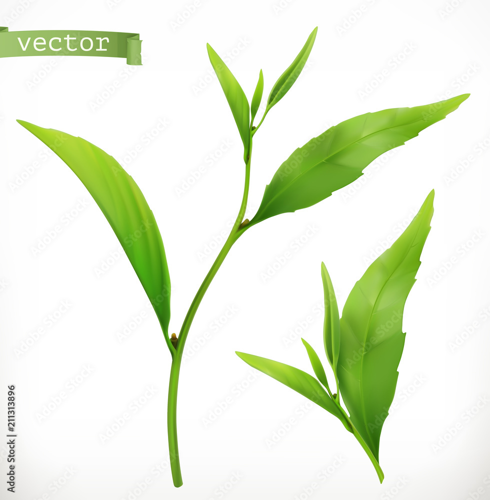 Tea plant. 3d realistic vector icon