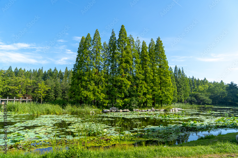 森林和湖泊绿色森林