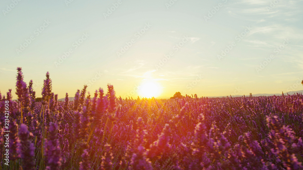 特写：日落的阳光透过紫色的薰衣草花照耀