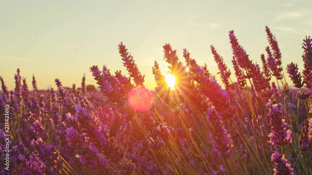 特写：日落的阳光透过紫色的薰衣草花