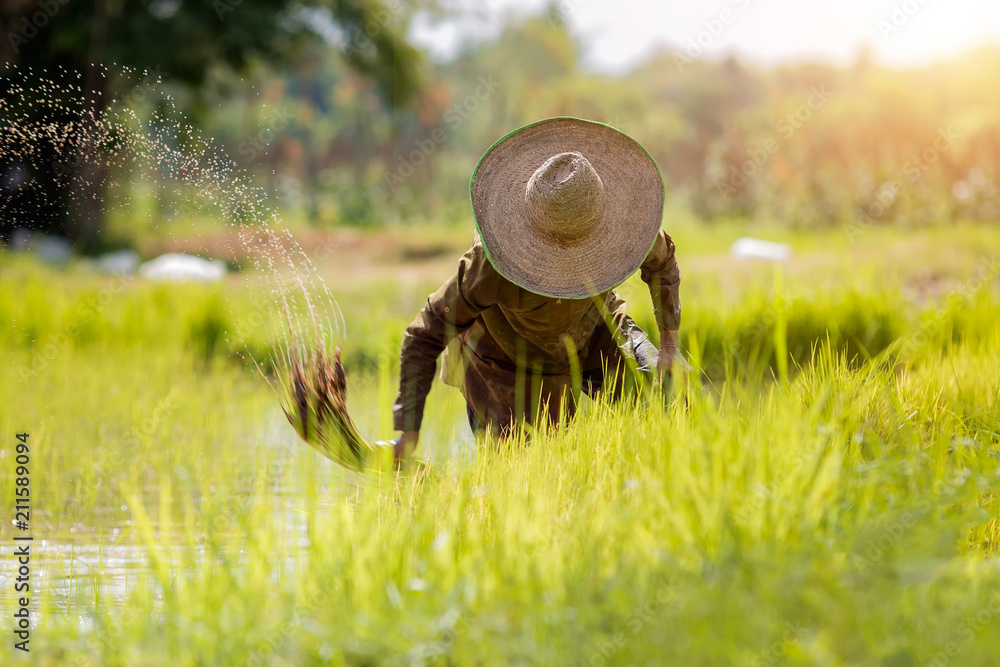 亚洲农民正在稻田里种植水稻