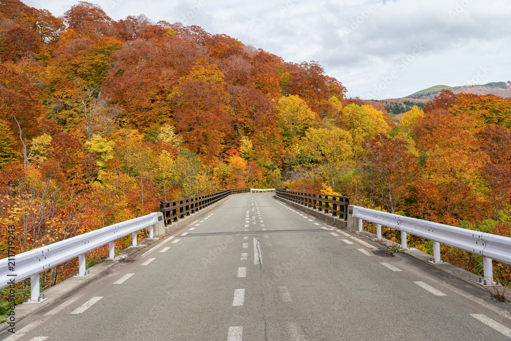 日本秋田八幡台地区秋色美丽的高山公路风景