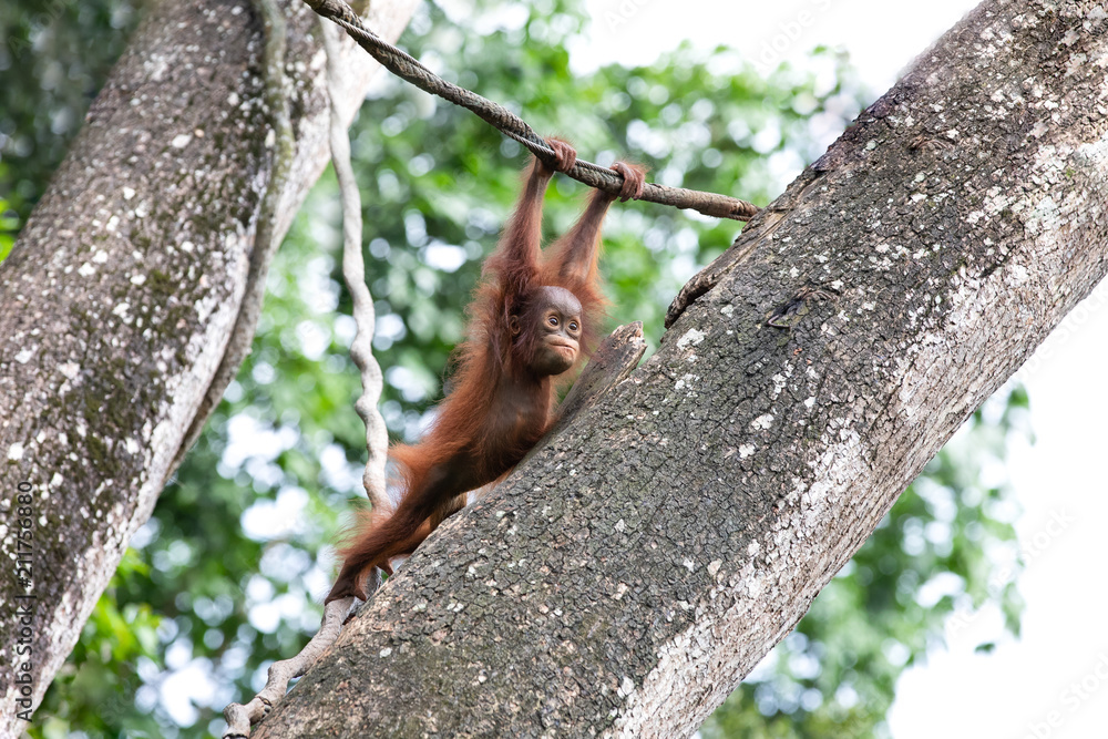 一只可爱的猩猩宝宝在热带雨林的绿色植物中嬉戏的肖像。新加坡