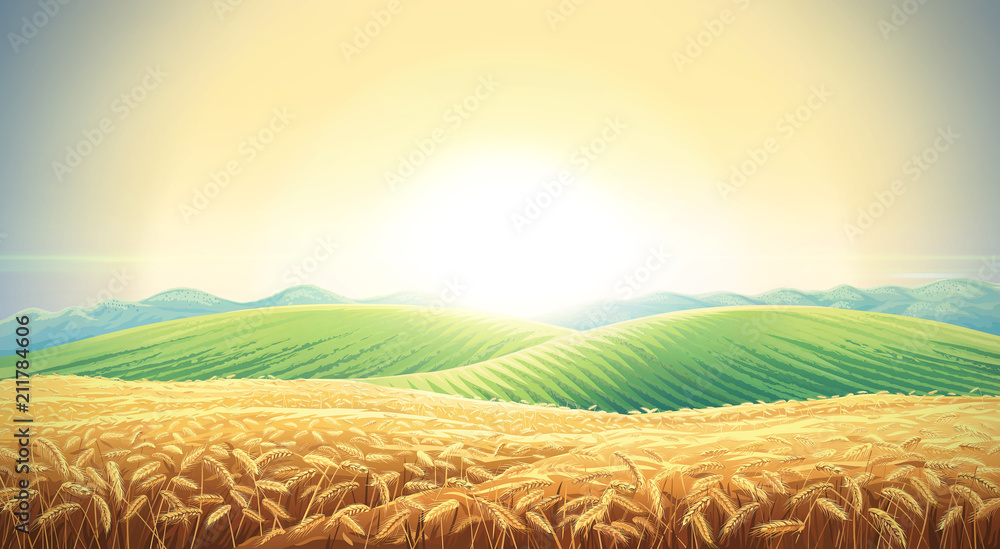 夏日景观，背景是成熟的小麦田，山丘和山谷。光栅插图