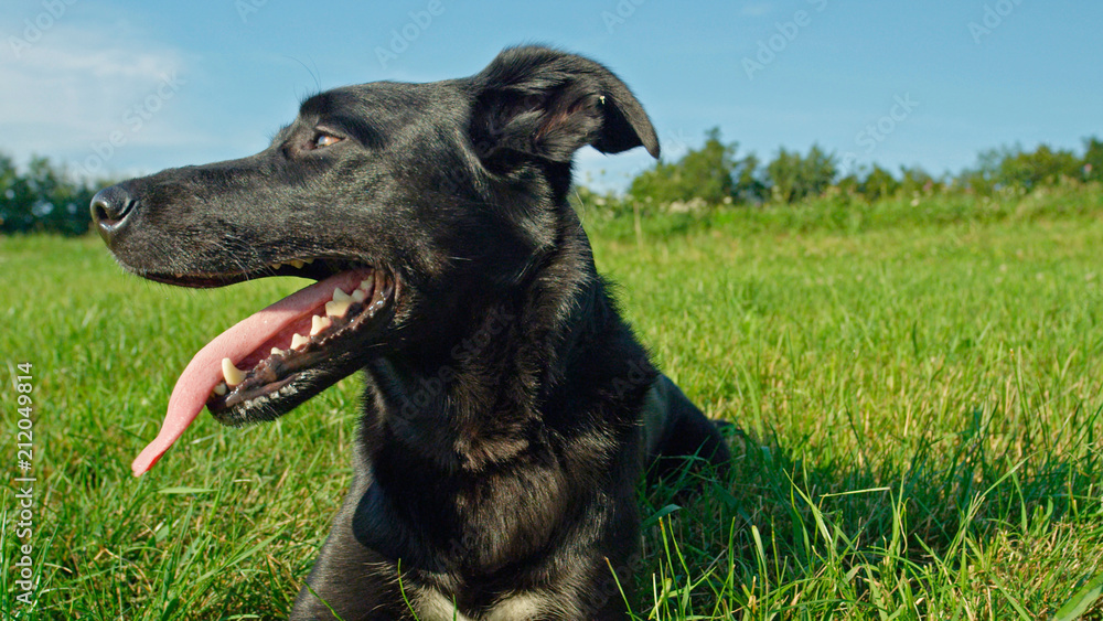 肖像：可爱的黑狗，有着闪亮的皮毛，躺在冰冷的草地上环顾四周