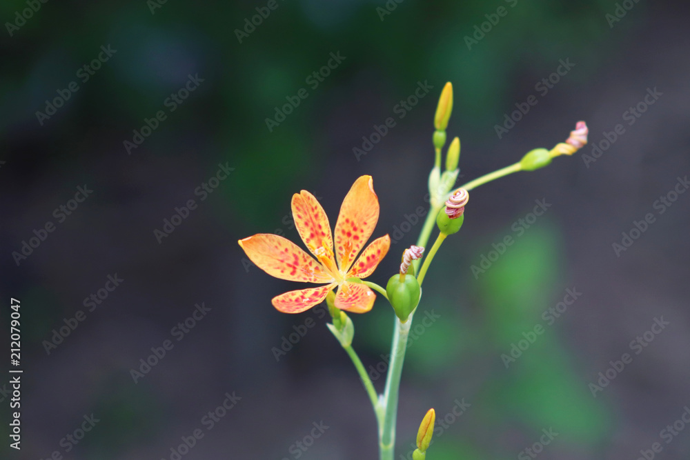 豹子百合的小花，鸢尾，绿色背景，美丽的橙色colo