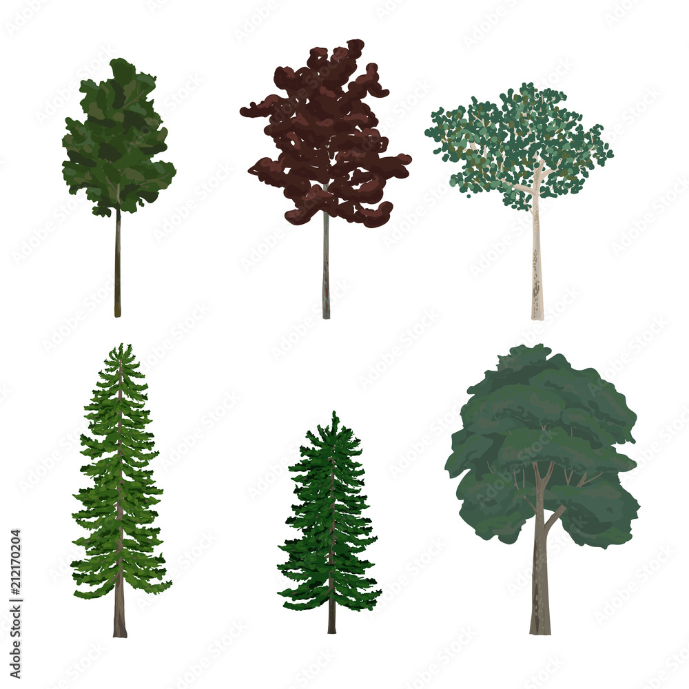 松树和树叶树插图集