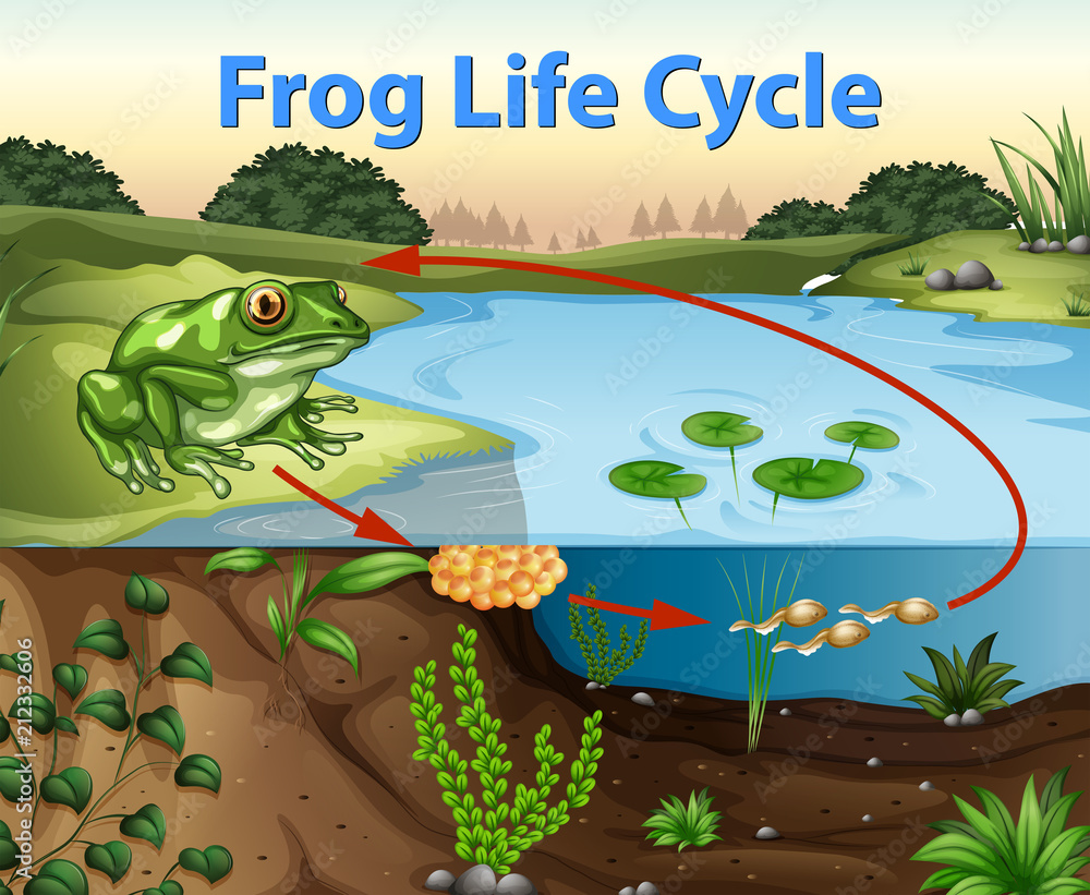 青蛙生命周期科学