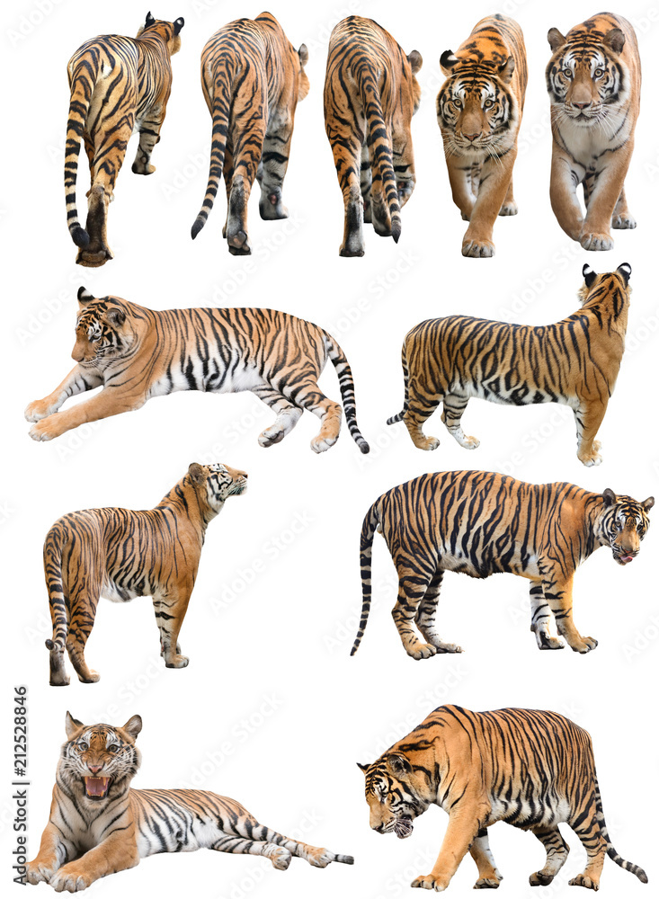 雄性和雌性孟加拉虎被隔离