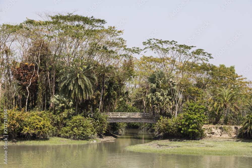 孟加拉国河边有一座桥的热带植被景观