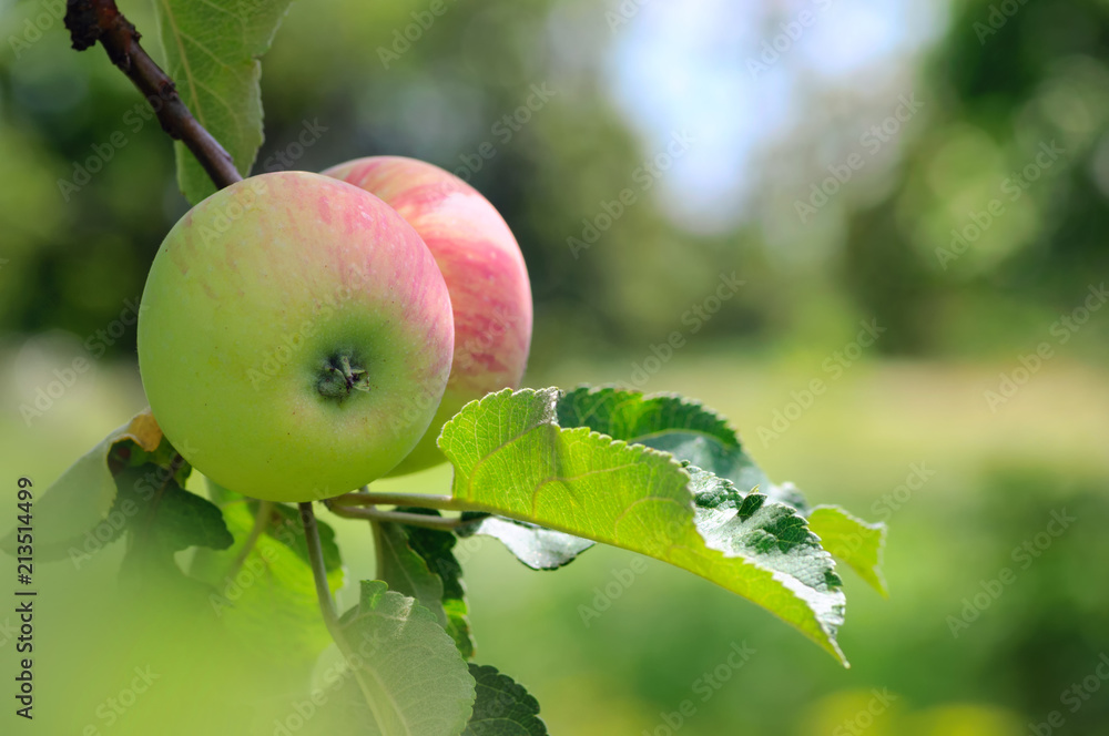 新鲜多汁的苹果在苹果树枝上成熟。自然环境中的有机水果