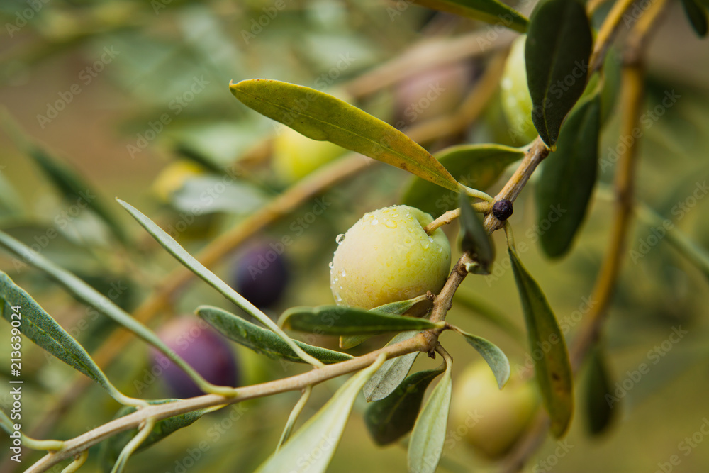 果园里的黑橄榄枝——橄榄树种植园——橄榄油的收获时间。