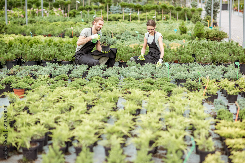 一对穿着制服的年轻工人在植物店的温室里照顾植物