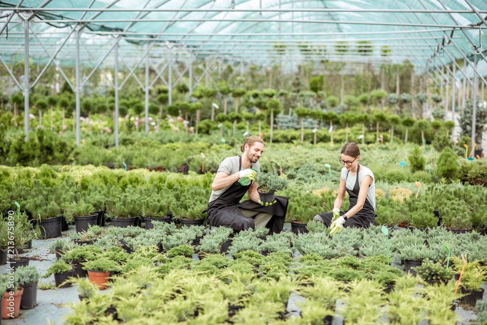 穿着制服的年轻工人夫妇在植物店的温室里照顾植物