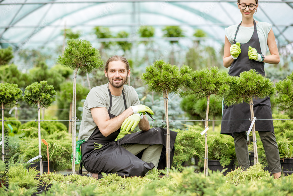 Young couple of workers in uniform working with green plants holding pots with conifer bush in the g