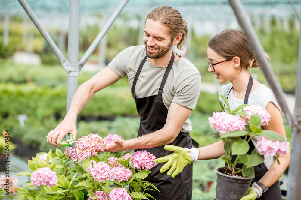 一对工人在植物店的温室里照料花朵