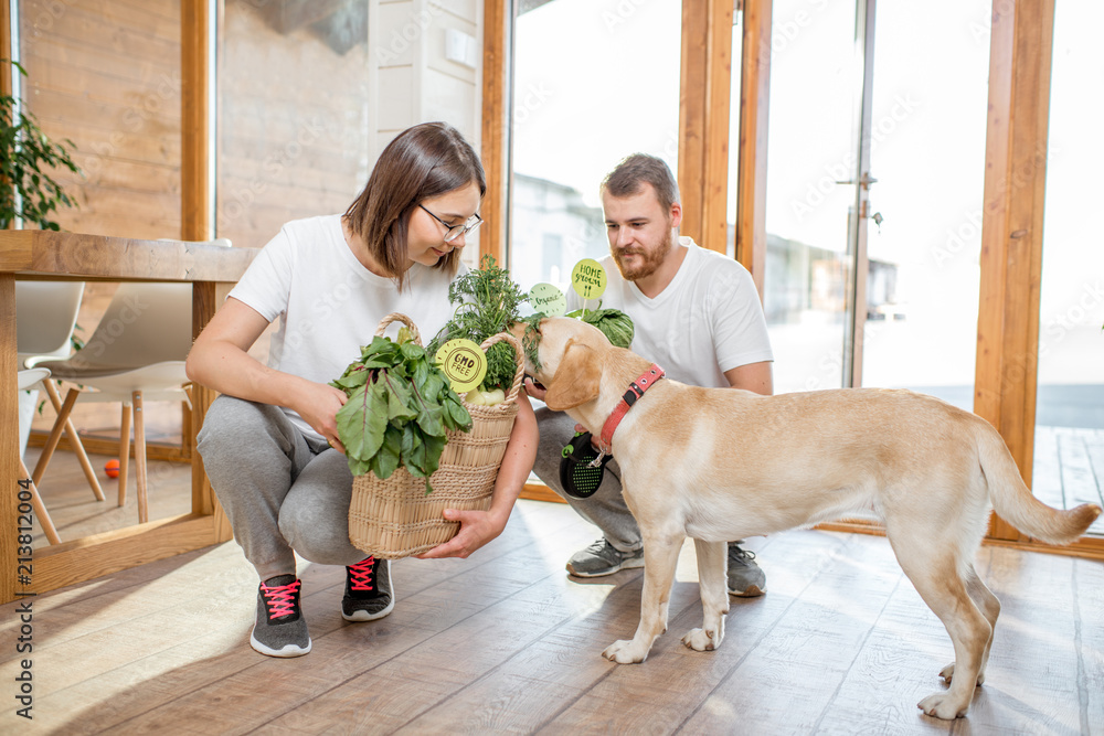 一对年轻夫妇在家里用生态市场的健康绿色食品喂养他们的狗