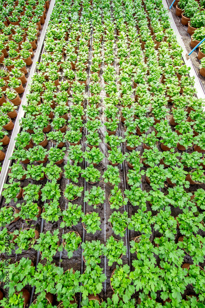 植物生产农场温室中生长的绿色植物俯视图