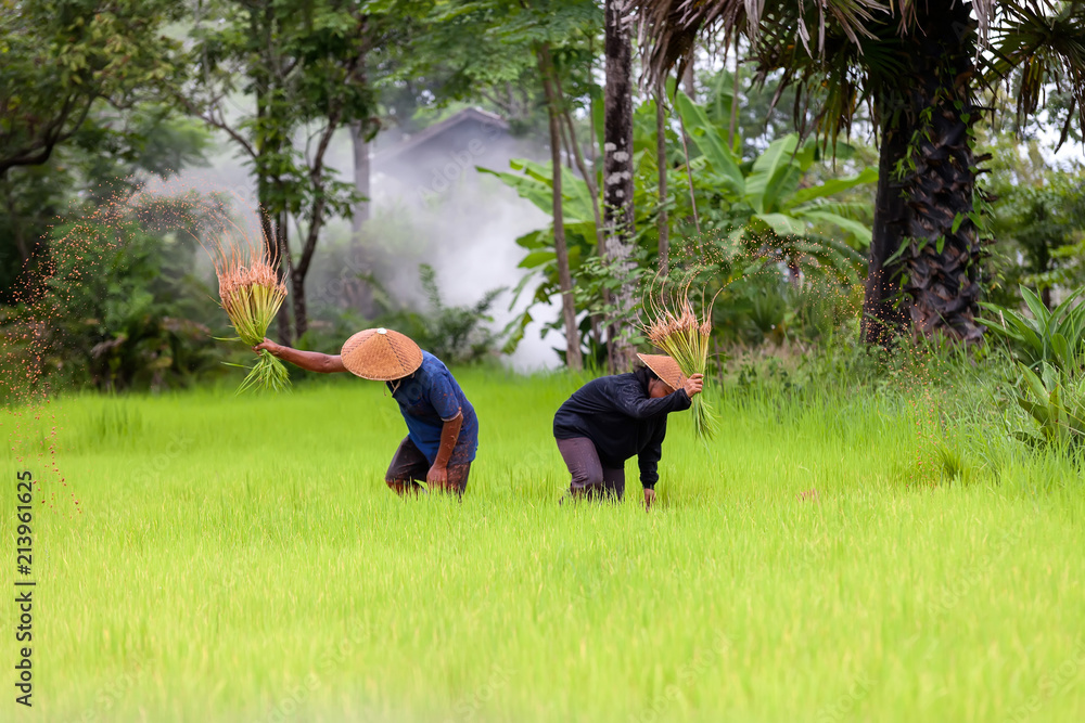 农民在雨季种植水稻。