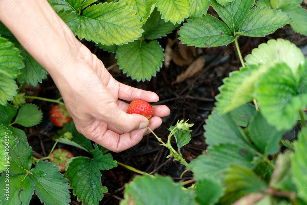 人工采摘草莓