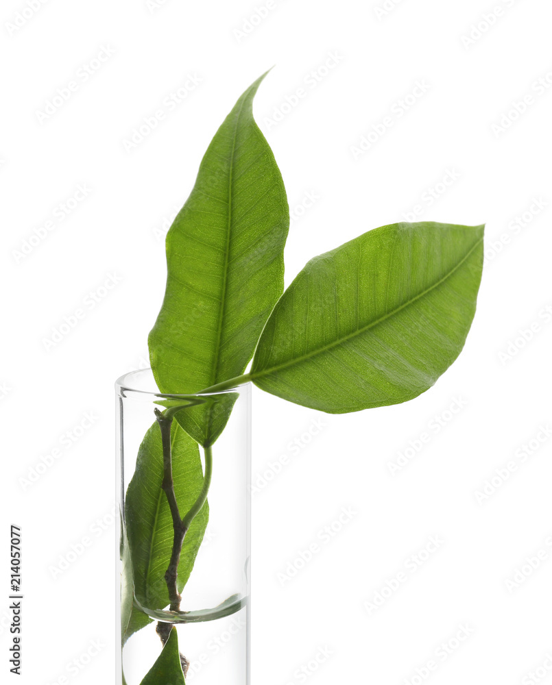 Test tube with plant on white background
