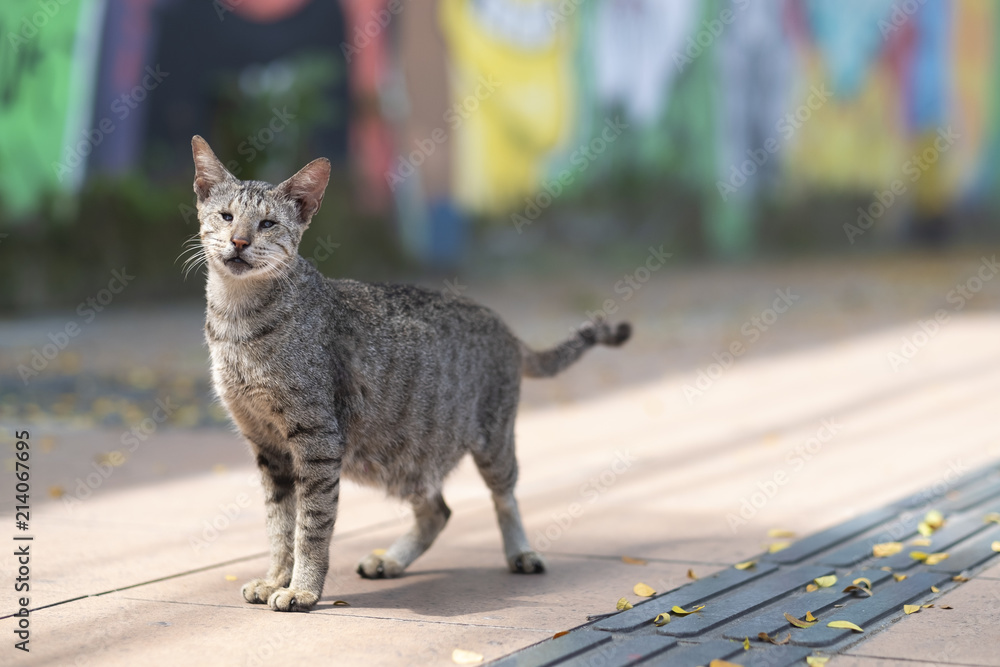 印度尼西亚东爪哇泗水市人行道上的家猫肖像